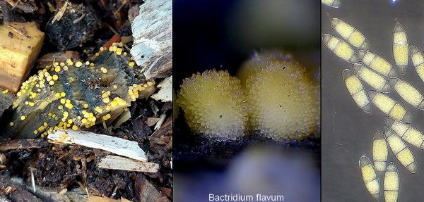  bactridium flavum